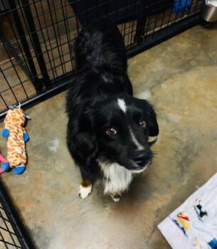 Rescue Australian Shepherd Dogs for Adoption in Council Bluffs, Iowa - Casanova | PetCurious