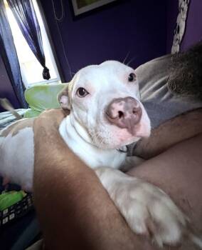 Priscilla -  Terrier and Pit Bull Terrier Dog for Adoption in Elyria, Ohio - Priscilla | PetCurious