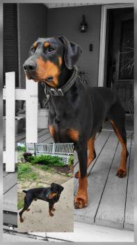 Doberman Pinscher Dogs Available for Adoption in Benbrook, Texas - Romeo | PetCurious