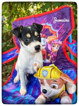 Rat Terrier Dogs Available for Adoption in Sebring, Florida - Jamaine | PetCurious