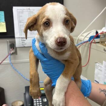 Yellow -  Mixed Breed Dog Available for Adoption in Columbiana, Alabama - Yellow | PetCurious