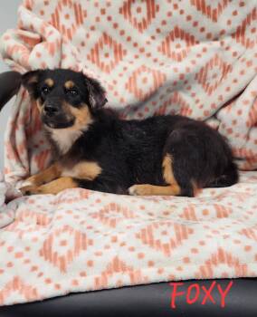 Rescue Terrier Dogs for Adoption in Momence, Illinois - Foxy | PetCurious