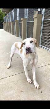 Melody -  Mixed Breed Dog for Adoption in Sevierville, Tennessee - Melody | PetCurious