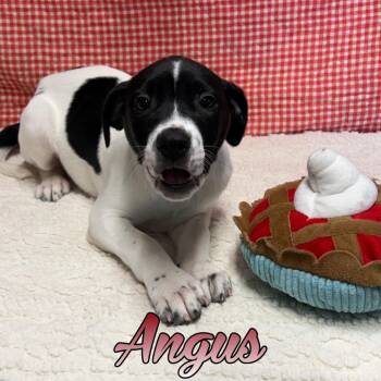 German Shorthaired Pointer and Beagle Dogs Available for Adoption in Hillsboro, Ohio - Angus | PetCurious