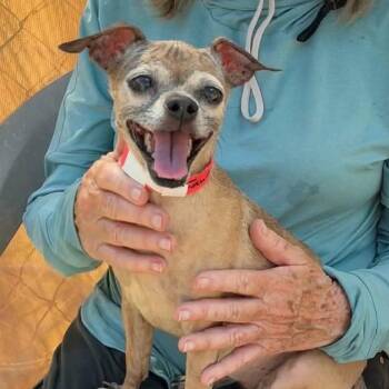 Fawn -  Chihuahua Dog for Adoption in Marana, Arizona - Fawn | PetCurious