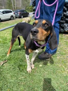 Coonhound and Mixed Breed Dogs Available for Adoption in Spruce Pine, North Carolina - M`lady Molasses | PetCurious