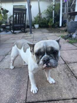 Mocha -  French Bulldog Dog for Adoption in Sunrise, Florida - Mocha | PetCurious