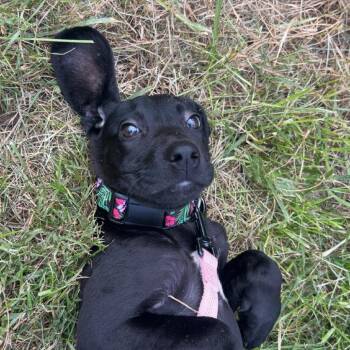 Wybie -  Hound and Black Labrador Retriever Dog for Adoption in Charlottesville, Virginia - Wybie | PetCurious