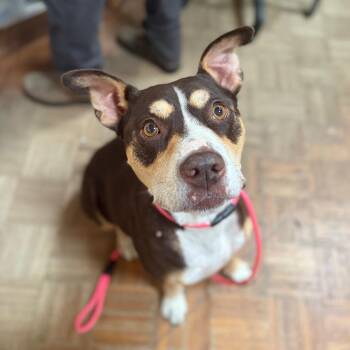 Luna -  Pit Bull Terrier and Mixed Breed Dog for Adoption in Goleta, California - Luna | PetCurious