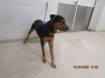 Rescue Hound and Shepherd Dogs for Adoption in Marietta, Georgia - Quan (852) | PetCurious