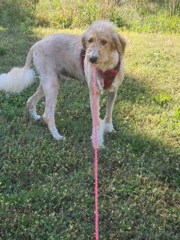 Labrador Retriever and Australian Shepherd Dogs Available for Adoption in Lexington, Tennessee - SASSY | PetCurious