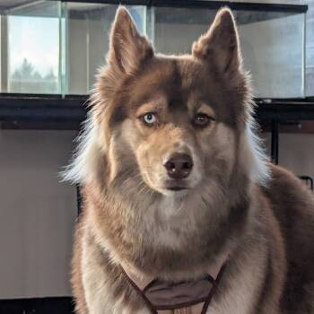 Rescue Husky Dogs for Adoption in Dover, New Hampshire - Bailey | PetCurious