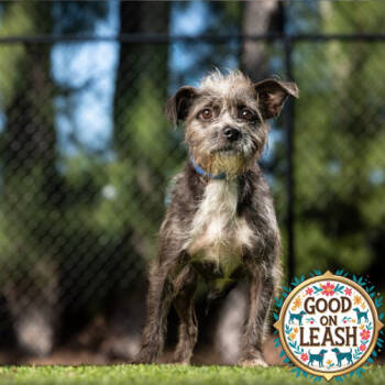 Rescue Cairn Terrier Dogs for Adoption in Jupiter, Florida - Toto | PetCurious