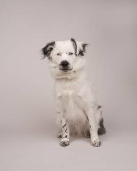 Australian Shepherd Dogs Available for Adoption - Monster | PetCurious