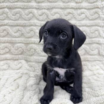 Scone -  Chihuahua and Terrier Dog for Adoption in Las Vegas, Nevada - Scone | PetCurious