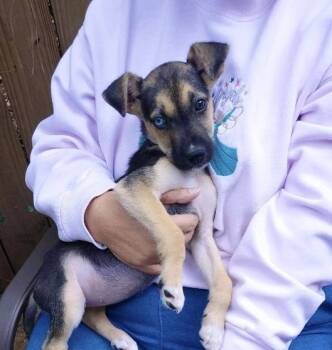 Rescue Retriever and Mixed Breed Dogs for Adoption in Saugus, Massachusetts - Rita | PetCurious