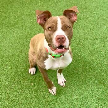 Edgar -  Mixed Breed Dog for Adoption in Las Cruces, New Mexico - Edgar | PetCurious