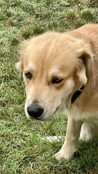 Regina -  Golden Retriever Dog for Adoption in Sunnyvale, Texas - Regina | PetCurious