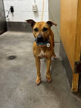 RAUNCHY -  Pit Bull Terrier Dog for Adoption - RAUNCHY | PetCurious