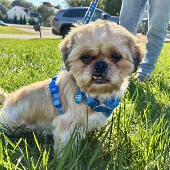 Jack -  Shih Tzu Dog for Adoption in Richmond, Virginia - Jack | PetCurious