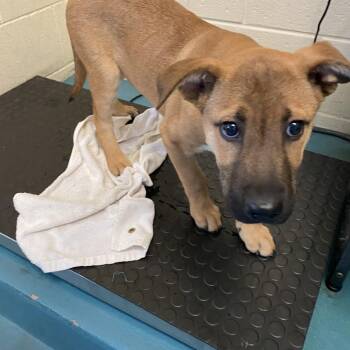 King -  Mixed Breed Dog for Adoption in Memphis, Tennessee - King | PetCurious