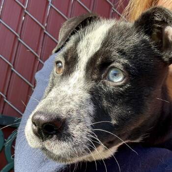 Eggnog -  Pit Bull Terrier Dog for Adoption in Buellton, California - Eggnog | PetCurious