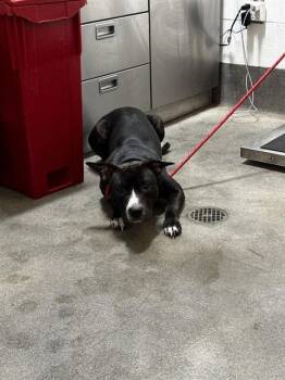 PETEY -  Pit Bull Terrier Dog for Adoption - PETEY | PetCurious