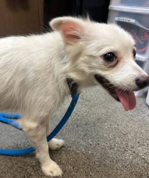 Chihuahua and Mixed Breed Dogs Available for Adoption - Pippa | PetCurious