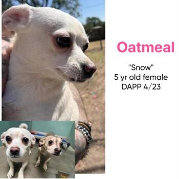 Chihuahua Dogs Available for Adoption in Spring Hill, Kansas - Oatmeal | PetCurious