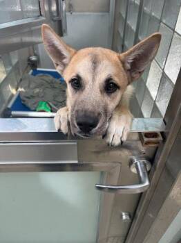 Shepherd and Mixed Breed Dogs Available for Adoption - Pascal | PetCurious