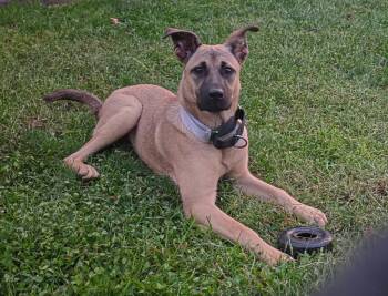 Palletie -  German Shepherd Dog and Black Mouth Cur Dog for Adoption in Germantown, Ohio - Palletie | PetCurious