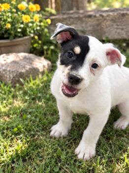 Colt -  English Bulldog Dog for Adoption in Brownstown, Indiana - Colt | PetCurious
