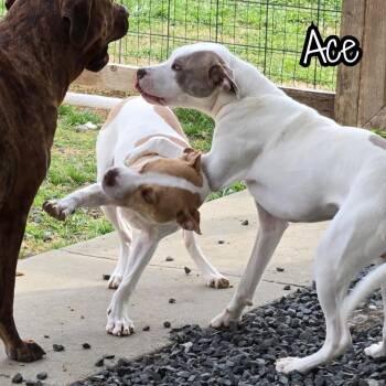 Blue Lacy Dogs Available for Adoption in Plano, Texas - Ace | PetCurious