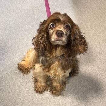 Chip 22794 -  Cocker Spaniel and None Dog for Adoption in Cumming, Georgia - Chip 22794 | PetCurious
