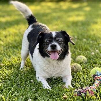 Chihuahua Dogs Available for Adoption in Athens, Alabama - Sophia | PetCurious