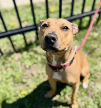 Pit Bull Terrier Dogs Available for Adoption in Buffalo, New York - Kesha | PetCurious