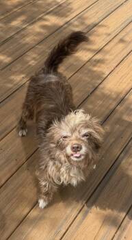 Terrier Dogs Available for Adoption in Greenacres, Florida - Fudge | PetCurious