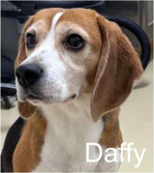 Beagle Dogs Available for Adoption in Hainesville, Illinois - Daffy | PetCurious