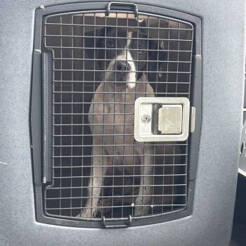 Patch -  Mixed Breed Dog for Adoption in Lake Jackson, Texas - Patch | PetCurious