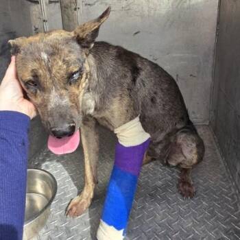 Nasra Nahara -  Cattle Dog and Catahoula Leopard Dog Dog for Adoption in Bernalillo, New Mexico - Nasra Nahara | PetCurious