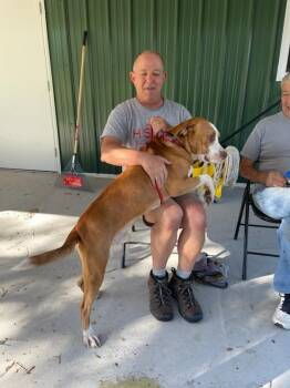 Kane -  Boxer and American Bulldog Dog for Adoption in Lakeland, Florida - Kane | PetCurious