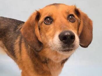 Foxy -  Mixed Breed Dog for Adoption in Woodbury, Minnesota - Foxy | PetCurious