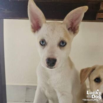Izzy -  Australian Shepherd and Cattle Dog Dog for Adoption in Washington, District Of Columbia - Izzy | PetCurious