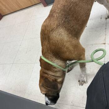 Princess -  Pit Bull Terrier and Mixed Breed Dog for Adoption in Saint Joseph, Missouri - Princess | PetCurious