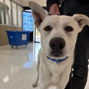 Mike A2282668 -  Mixed Breed Dog for Adoption in Los Angeles, California - Mike A2282668 | PetCurious