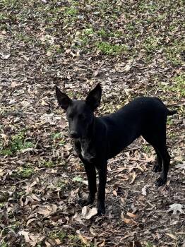 Rescue Black Labrador Retriever Dogs for Adoption in Holly Springs, Mississippi - Birdy | PetCurious