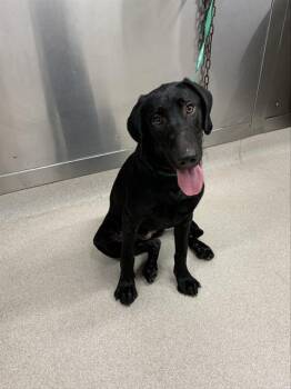 SCOUT -  Labrador Retriever and Mixed Breed Dog for Adoption in Fairbanks, Alaska - SCOUT | PetCurious