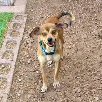 Wiley -  Mixed Breed Dog for Adoption in Las Cruces, New Mexico - Wiley | PetCurious
