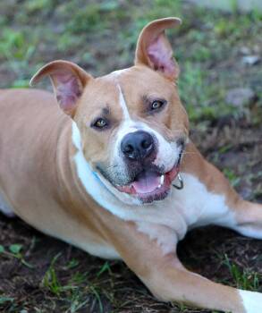 Marcus (AO37692) -  American Bulldog Dog for Adoption in Kansas City, Kansas - Marcus (AO37692) | PetCurious