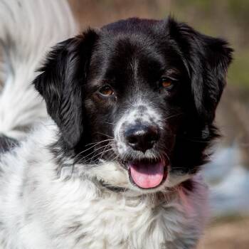 Border Collie and Spaniel Dogs Available for Adoption in Morristown, New Jersey - Ari | PetCurious